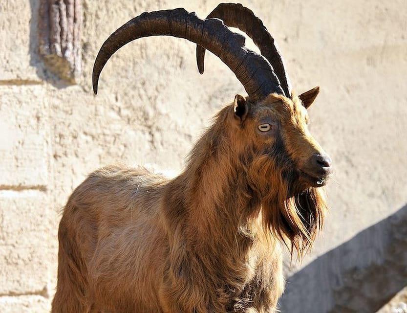 Rome: Bioparco di Roma Zoological Garden Entry Ticket - How long to stay and when to arrive