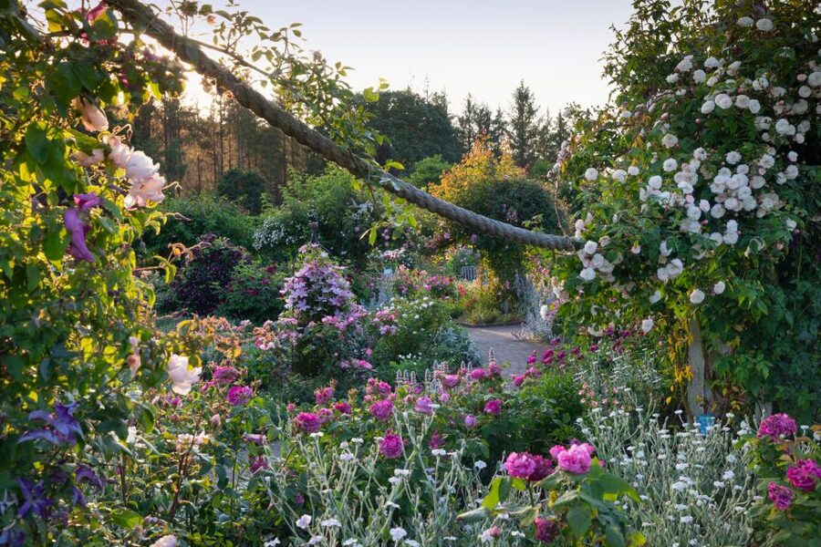 Royal Horticultural Society: Rosemoor Garden Ticket - The Hot Garden and its warm colour scheme