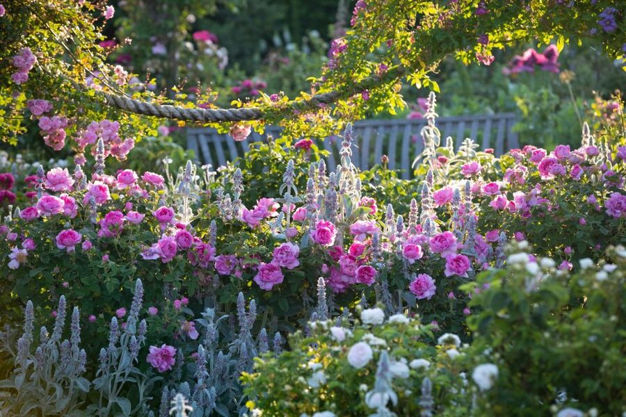 Royal Horticultural Society: Rosemoor Garden Ticket - The Queen Mother’s Rose Garden and Shrub Rose Garden