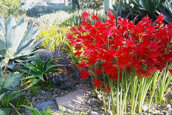 Ruth Bancroft Garden General Admission Ticket - Why the Ruth Bancroft Garden feels different