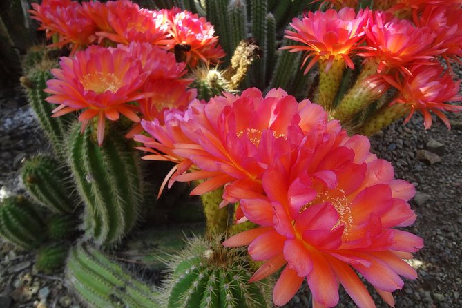 Ruth Bancroft Garden General Admission Ticket - Who will enjoy this garden most