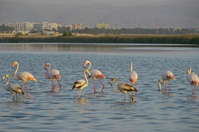 Salalah by Night Tour - Charming Evening in the Garden City - Dahariz Lagoon: birds before the city lights