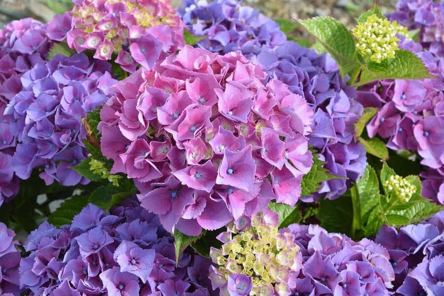 San Antonio: Botanical Garden Admission Ticket - Formal gardens and native Texas plants