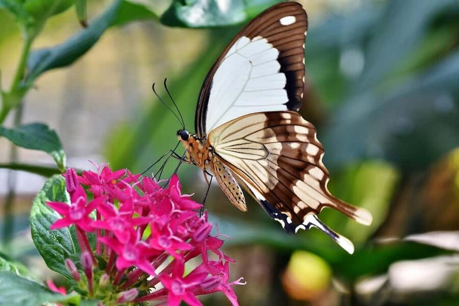 San Antonio: Botanical Garden Admission Ticket - Rare and endangered plants under protection