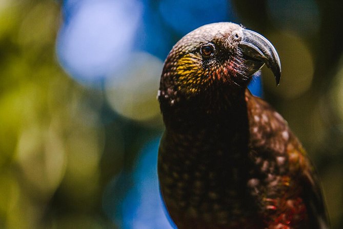 Sanctuary Mountain (Mt Maungatautari) & Hamilton Gardens Day trip from Auckland - Five useful things to know before booking