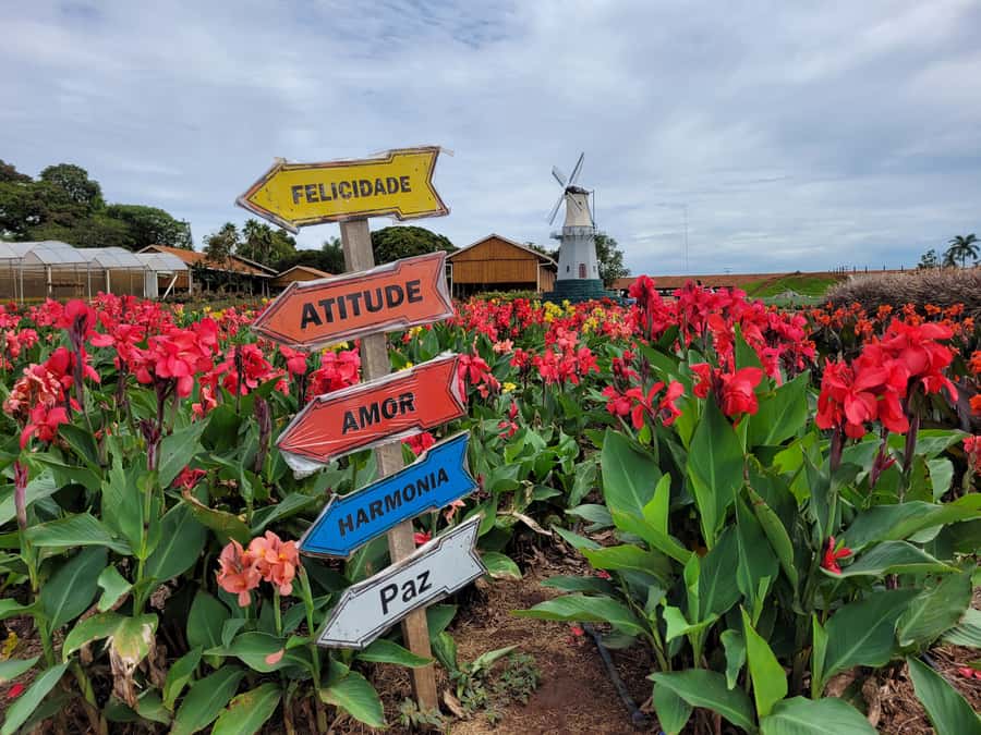 São Paulo: Holambra Colorful Flower Farm Guided Day Trip - Key points to know before booking