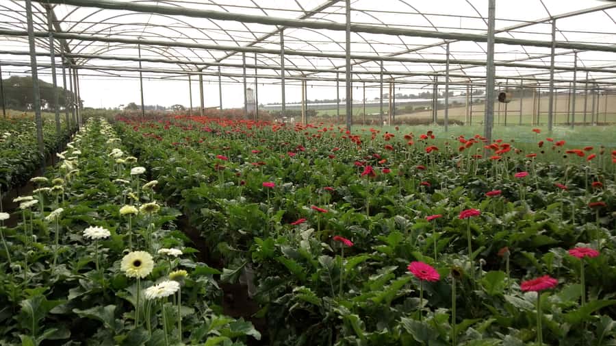 São Paulo: Holambra Colorful Flower Farm Guided Day Trip - Chrysanthemums and daisies like a flower carpet