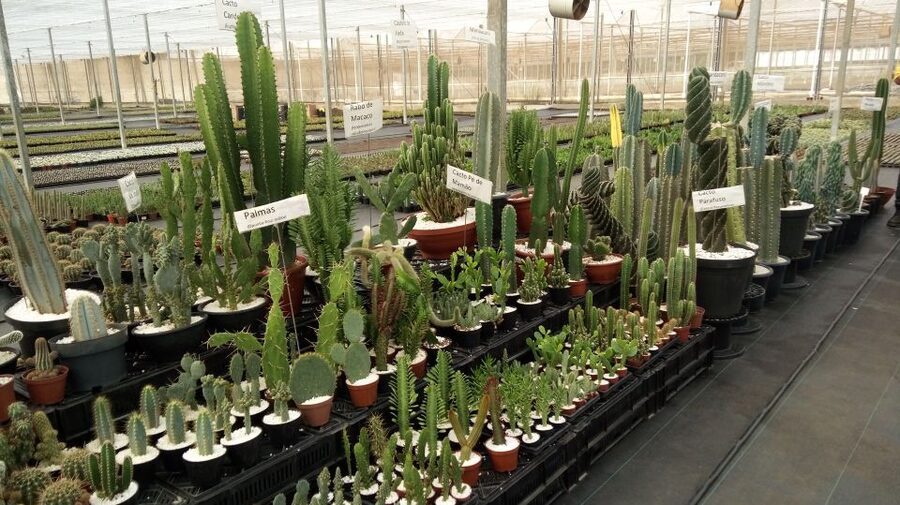 São Paulo: Holambra Colorful Flower Farm Guided Day Trip - The afternoon leaves room for lunch and local stops