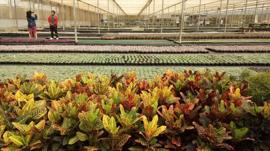 São Paulo: Holambra Colorful Flower Farm Guided Day Trip - What the small group changes