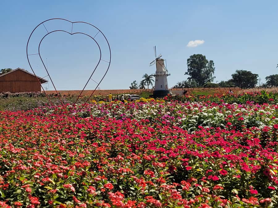 São Paulo: Holambra Colorful Flower Farm Guided Day Trip - The city walk begins at Holambra’s best-known sights