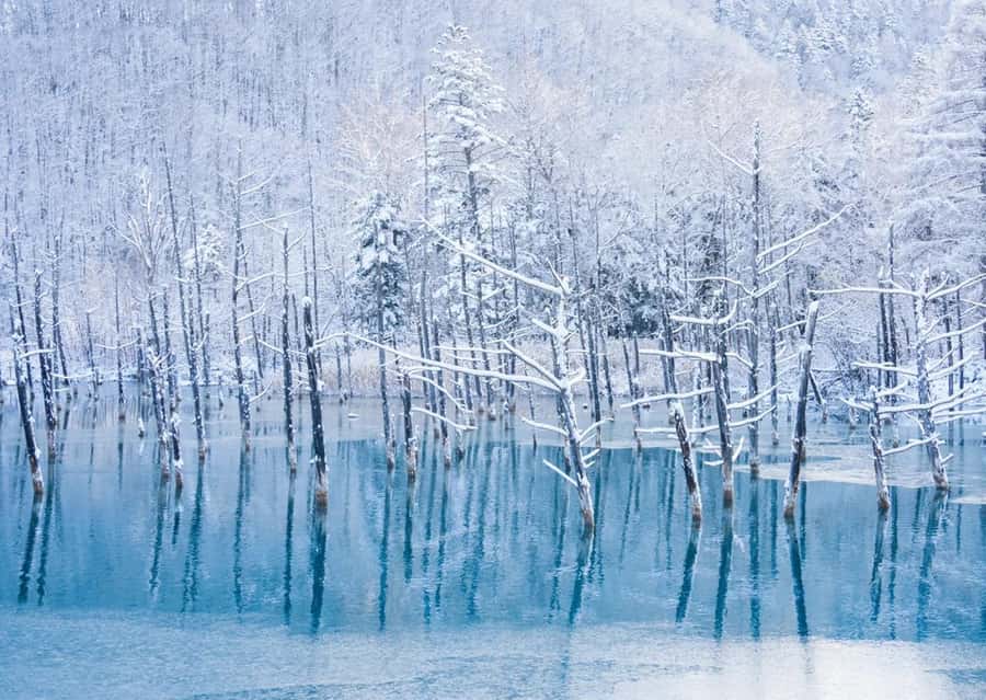 Sapporo: Furano Lavender & Biei Blue Pond Tour with Lunch - Shikisai-no-Oka: the broadest flower stop
