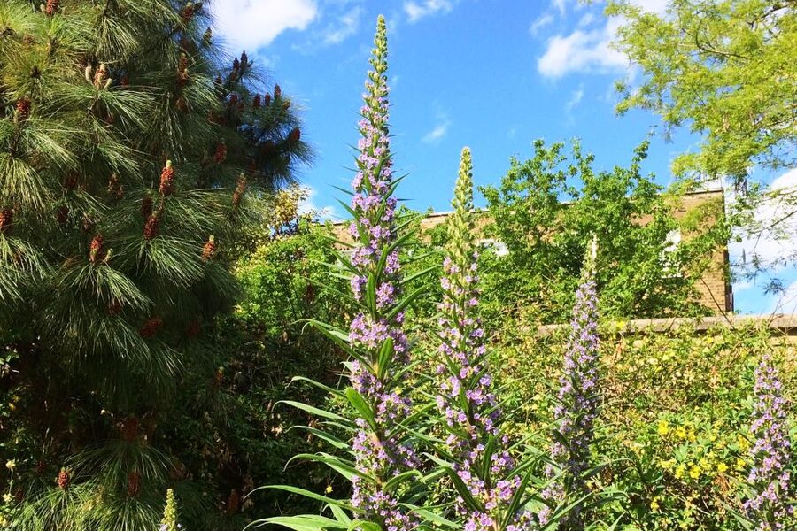 Secret Gardens of London Private Tour - The price and what you receive