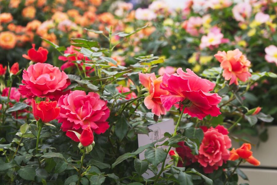 Secret Gardens of London Private Tour - Walking, black cabs, and the pace of the day