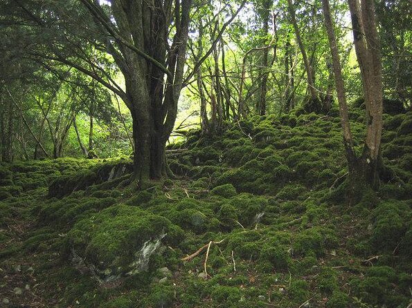 Self-Guided Bike Tour of Killarney National Park, Muckross Gardens & Waterfall - Key points before you book
