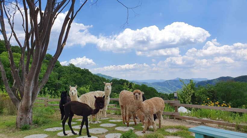 Seoul: Alpaca, Nami, Morning Calm or Eobi (+Rail Bike) - Why this day trip works