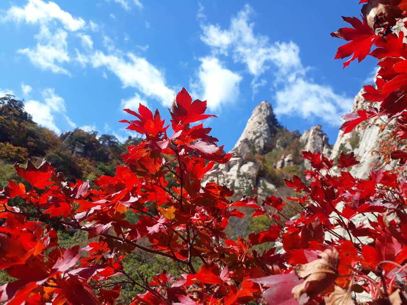 Seoul: Mt.Seorak, Nami Island & Korean Garden, No Shopping - Key points to know before booking