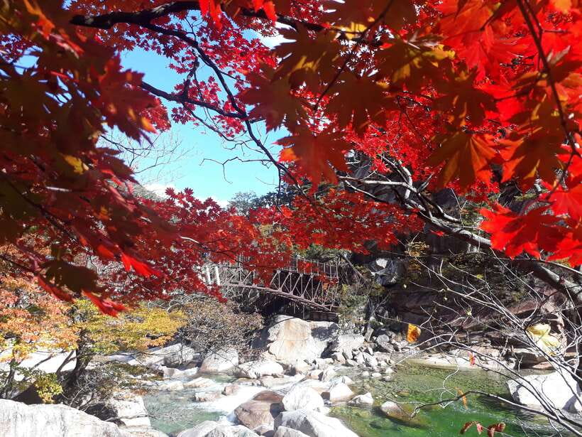 Seoul: Mt.Seorak, Nami Island & Korean Garden, No Shopping - Who should book this tour?