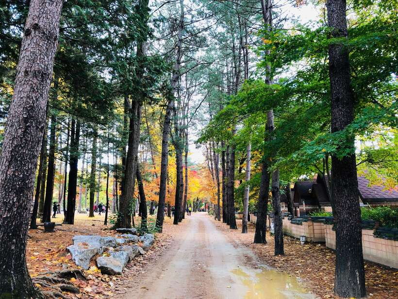 Seoul: Mt.Seorak, Nami Island & Korean Garden, No Shopping - Guides make or break the schedule