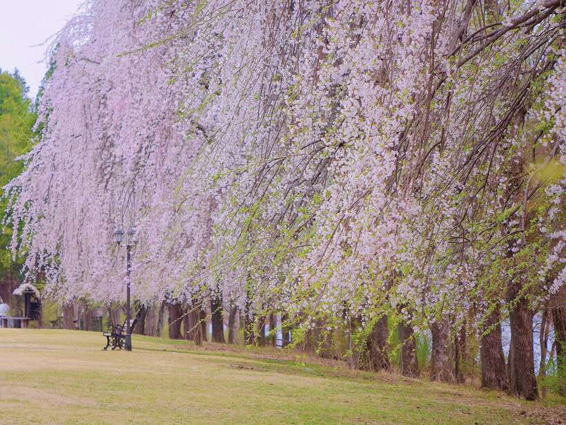 Seoul: Mt.Seorak, Nami Island & Korean Garden, No Shopping - What the $95 price really buys you