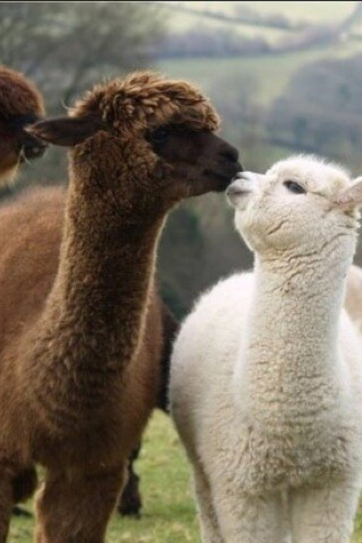 Seoul: Nami and K-Garden with Optional Alpaca Winter Tour - Key things to know before booking