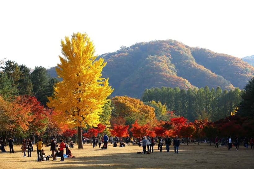 Seoul: Nami Island, Alpaca World, Morning Calm Garden - Key points to know before booking