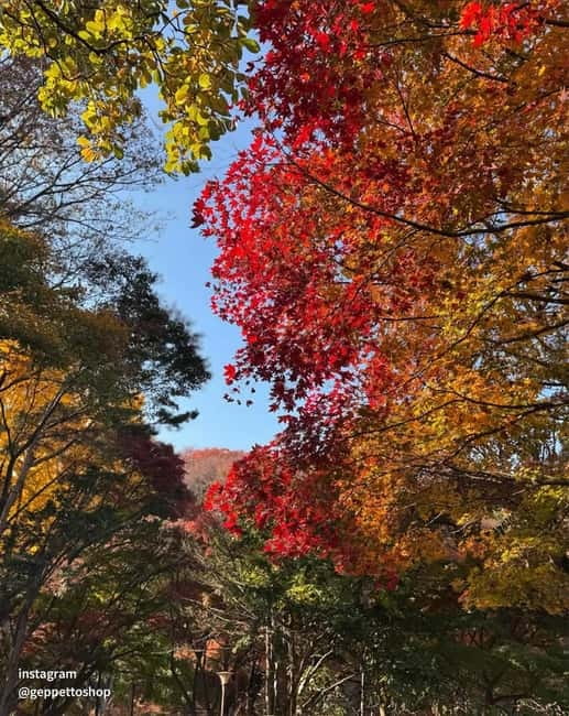 Seoul: Nami Island, Alpaca World, Morning Calm Garden - The guide service and the small details that matter