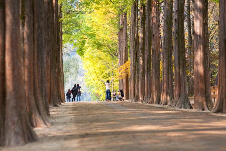 Seoul: Nami Island, Garden and Petite France (opt. Railbike) - Should you book this day trip?