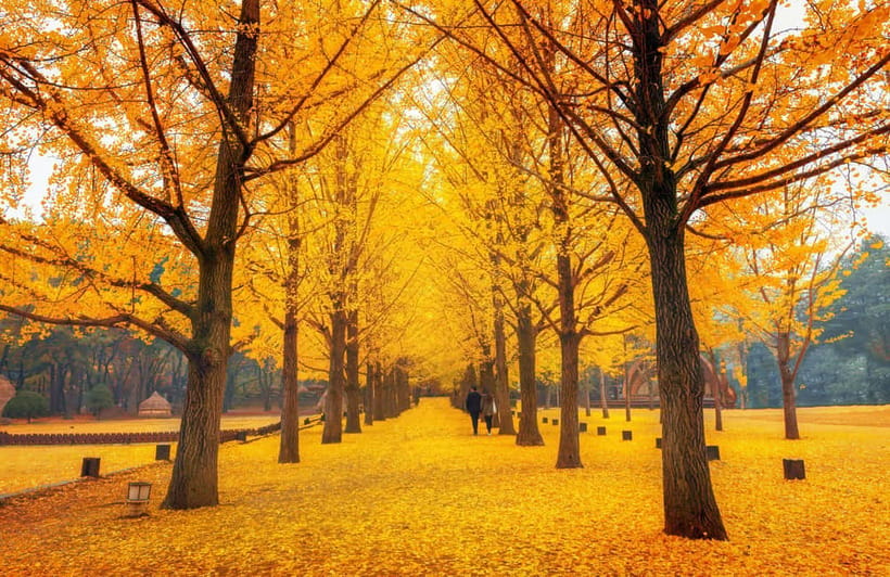 Seoul: Nami Island, Garden and Petite France (opt. Railbike) - Food, timing and what to bring