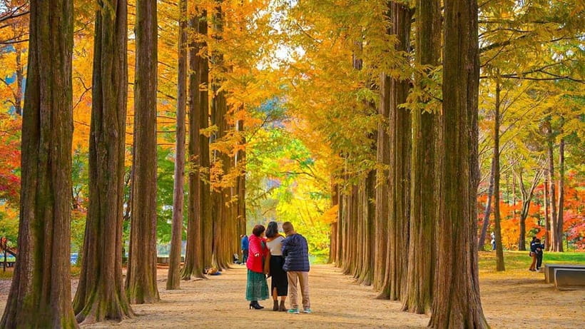 Seoul: Private Tour to Nami Island, Garden, Petite France - Why this private day trip works