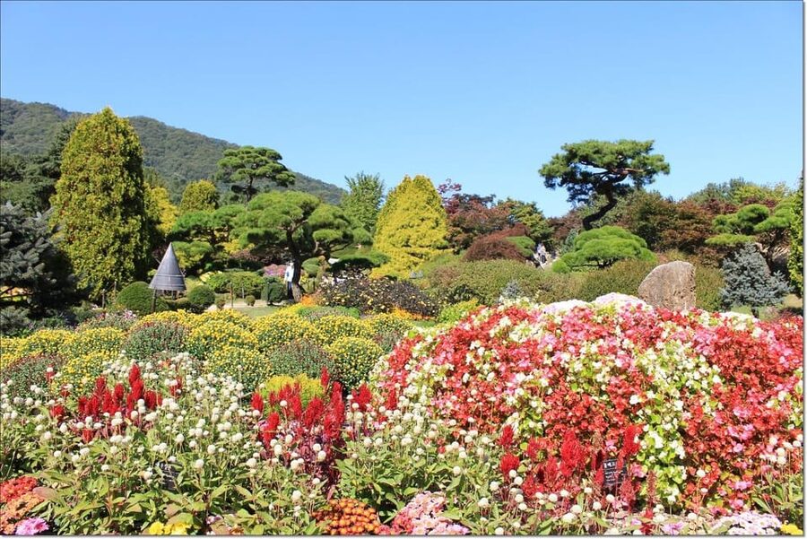 Seoul: Private Tour to Nami Island, Garden, Petite France - What your driver-guide adds