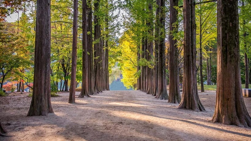 Seoul: Private Tour to Nami Island, Garden, Petite France - Reaching Nami Island by ferry