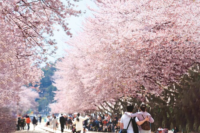 Seoul to Jinhae Cherry Blossom Festival (With Busan Drop-off) - Is the $52.56 price good value?