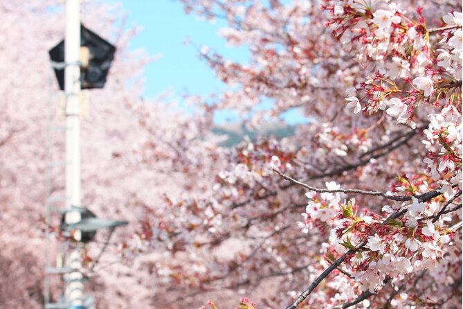 Seoul to Jinhae Cherry Blossom Festival (With Busan Drop-off) - What the guides add to the day