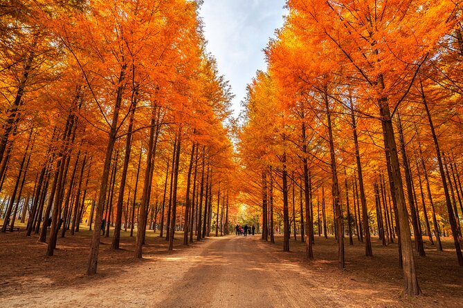 Seoul Vicinity 5 in 1: Nami Island, Garden of Morning Calm & More - Nami Island is the main afternoon pause