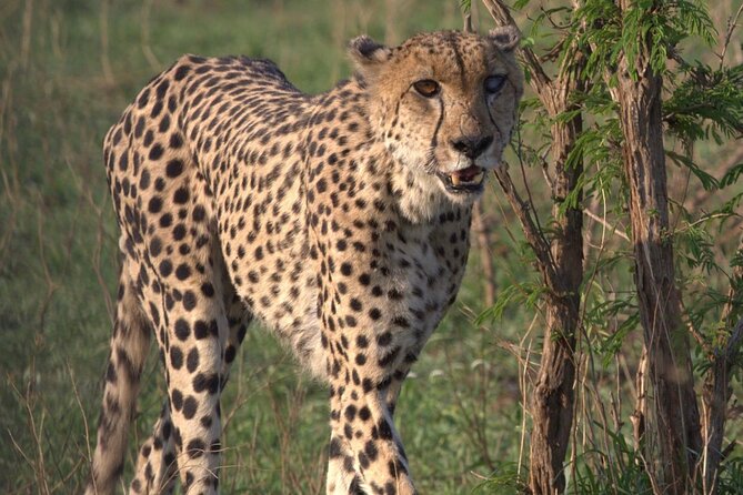 Shared: Cape Winelands, Cheetah Outreach & Kisternbosch Botanical Gardens Tour, - Kirstenbosch: a short visit with a huge setting
