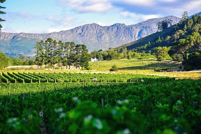 Shared: Cape Winelands, Cheetah Outreach & Kisternbosch Botanical Gardens Tour, - Franschhoek, the French corner of the Cape