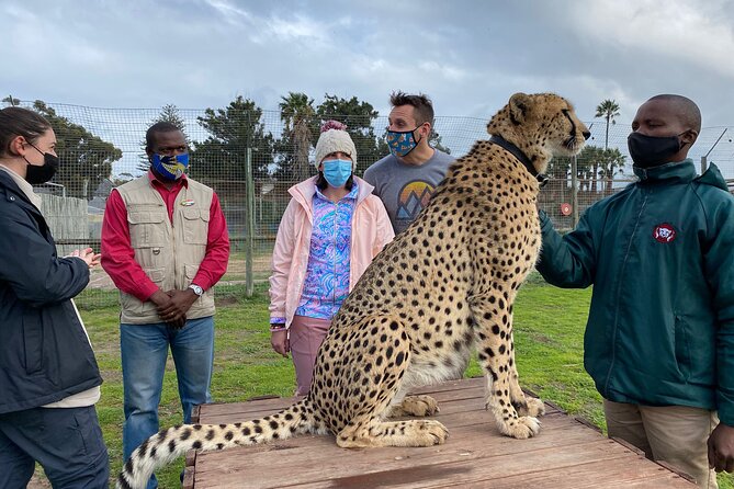 Shared: Cape Winelands, Cheetah Outreach & Kisternbosch Botanical Gardens Tour, - Cheetah Outreach in Somerset West