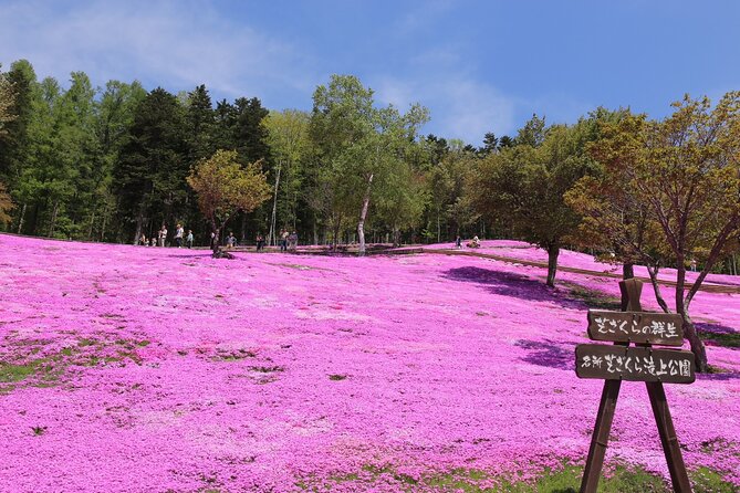[Shibazakura / Tulip] Going by private car, Shibazakura Takinoue Park and Kamiyubetsu Tulip Park (from Sapporo) - Key points at a glance