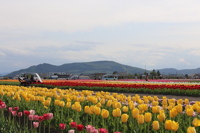 [Shibazakura / Tulip] Going by private car, Shibazakura Takinoue Park and Kamiyubetsu Tulip Park (from Sapporo) - Why this flower trip needs a full day