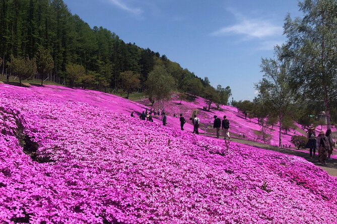 [Shibazakura / Tulip] Going by private car, Shibazakura Takinoue Park and Kamiyubetsu Tulip Park (from Sapporo) - What the $619.72 group price really covers