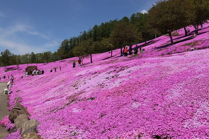 [Shibazakura / Tulip] Going by private car, Shibazakura Takinoue Park and Kamiyubetsu Tulip Park (from Sapporo) - The private-car format from Sapporo