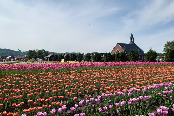 [Shibazakura / Tulip] Going by private car, Shibazakura Takinoue Park and Kamiyubetsu Tulip Park (from Sapporo) - Who will enjoy this day most