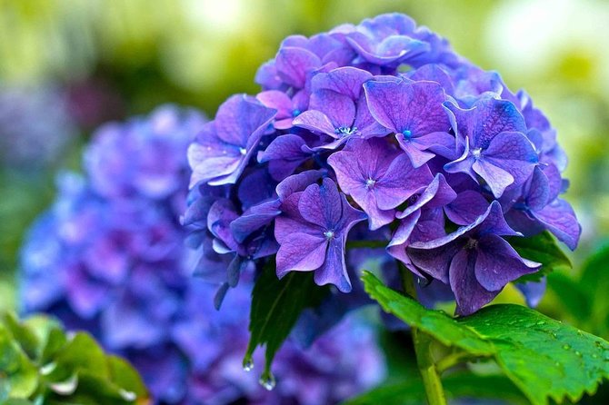 Singapore: Gardens by the Bay Admission E-Ticket - Flower Dome: a cool tour of plants from five continents