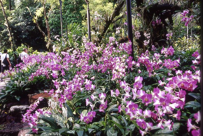 Singapore: National Orchid Garden Admission Ticket - Timing, Heat, and Getting Around