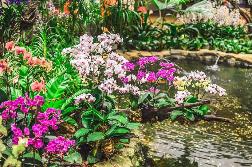 Singapore: National Orchid Garden Admission - Exploring More Than 1,000 Orchid Species