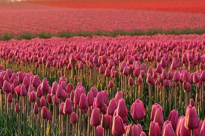 Skagit Valley Tulip Festival Day Tour from Seattle - Why this Skagit Valley day trip works