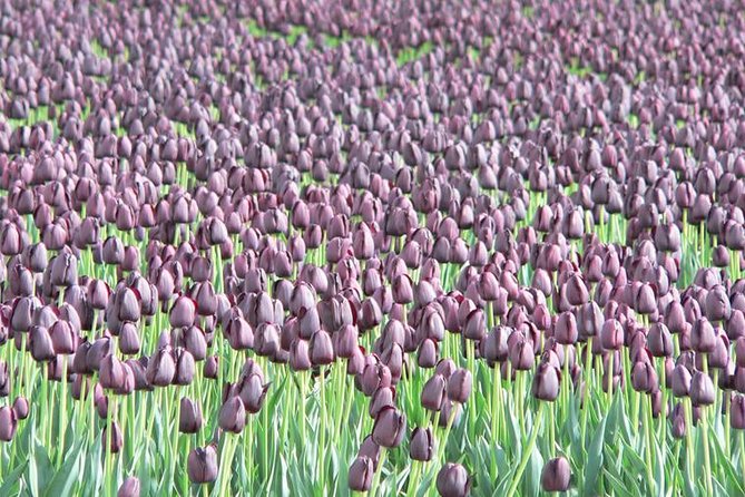 Skagit Valley Tulip Festival Day Tour from Seattle - The northbound ride through Everett and Mount Vernon