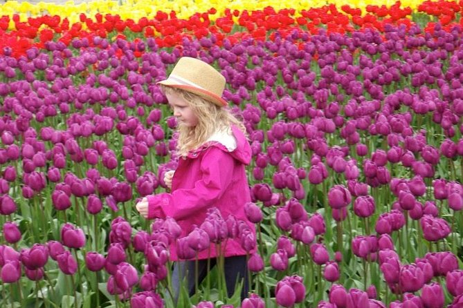 Skagit Valley Tulip Festival Day Tour from Seattle - Roozengaarde brings a different look