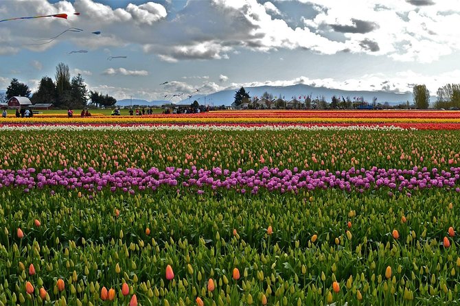 Skagit Valley Tulip Festival Day Tour from Seattle - Price, food, and what you still pay