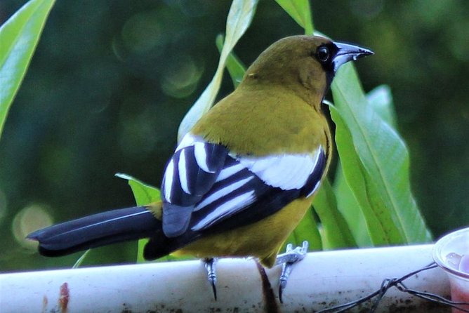 Skip the Line: Ahhh Ras Natango Gallery and Garden Admission Tickets - The red-billed streamertail encounter